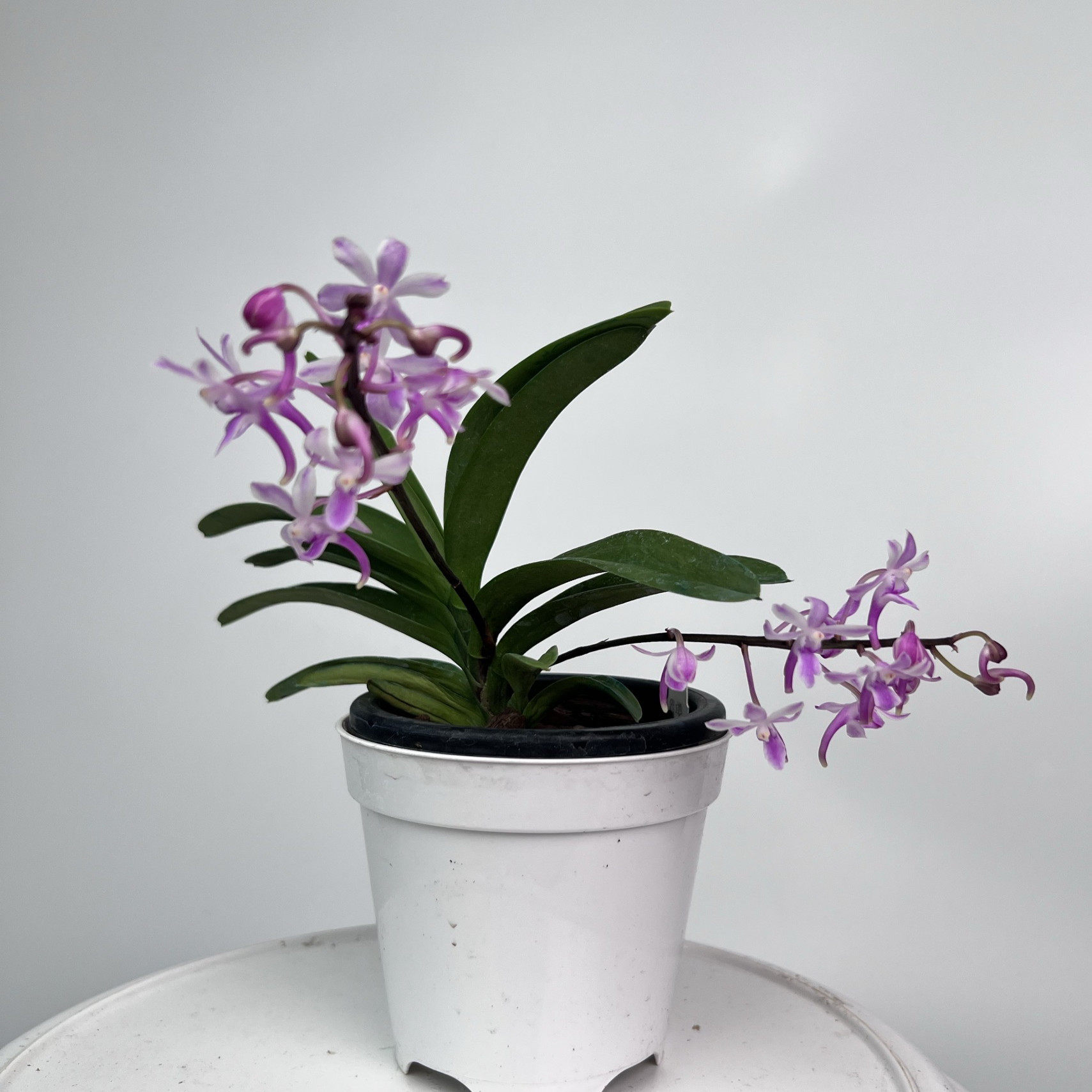 绿缘兰花 【粉色星空】 洋兰桌面盆栽,鲜花速递/花卉仿真/绿植园艺,国兰/杂交兰/洋兰类,淘宝优惠券,粉丝福利购,淘宝优惠卷