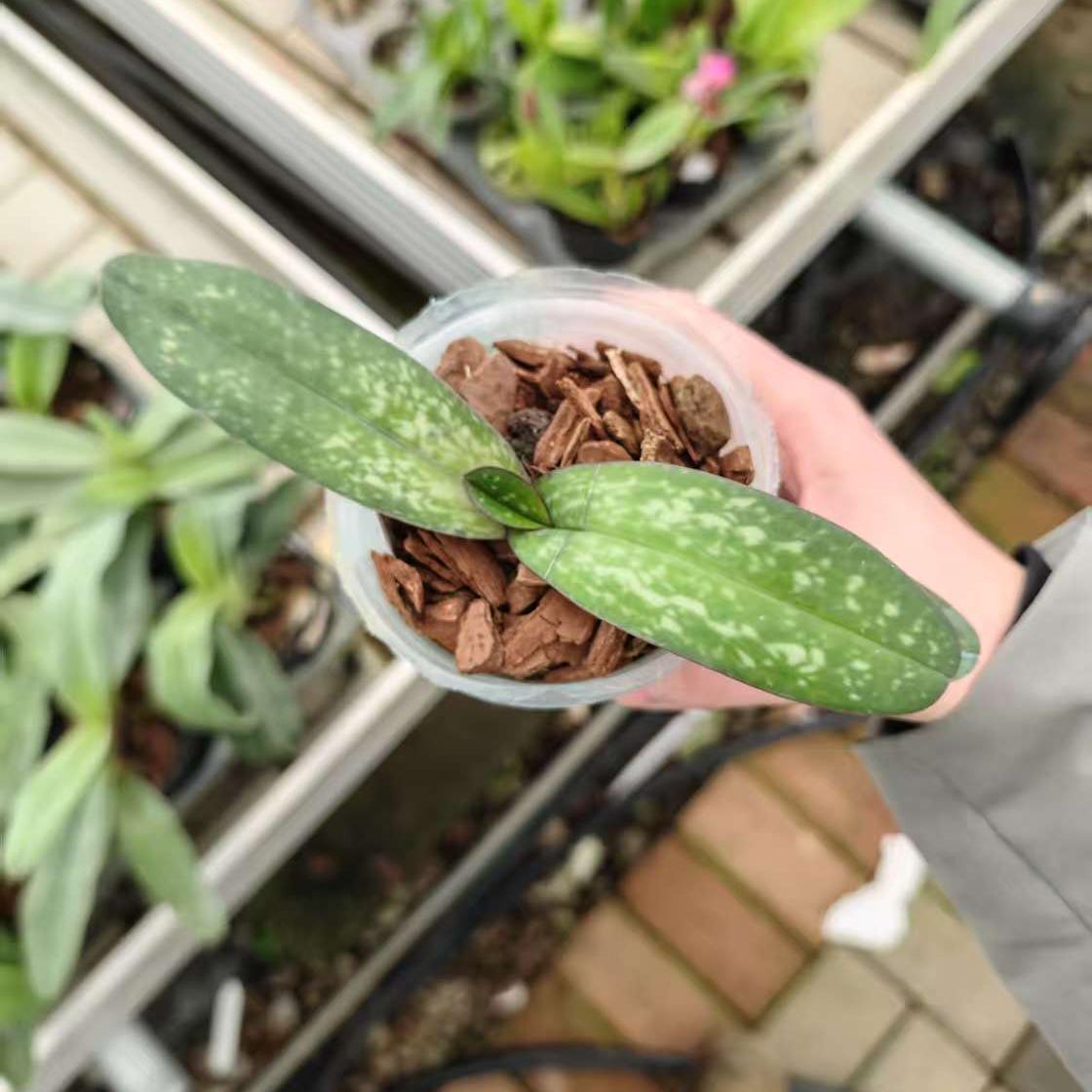 万峰绿缘 【老沟】盆栽好养花卉稀有花卉