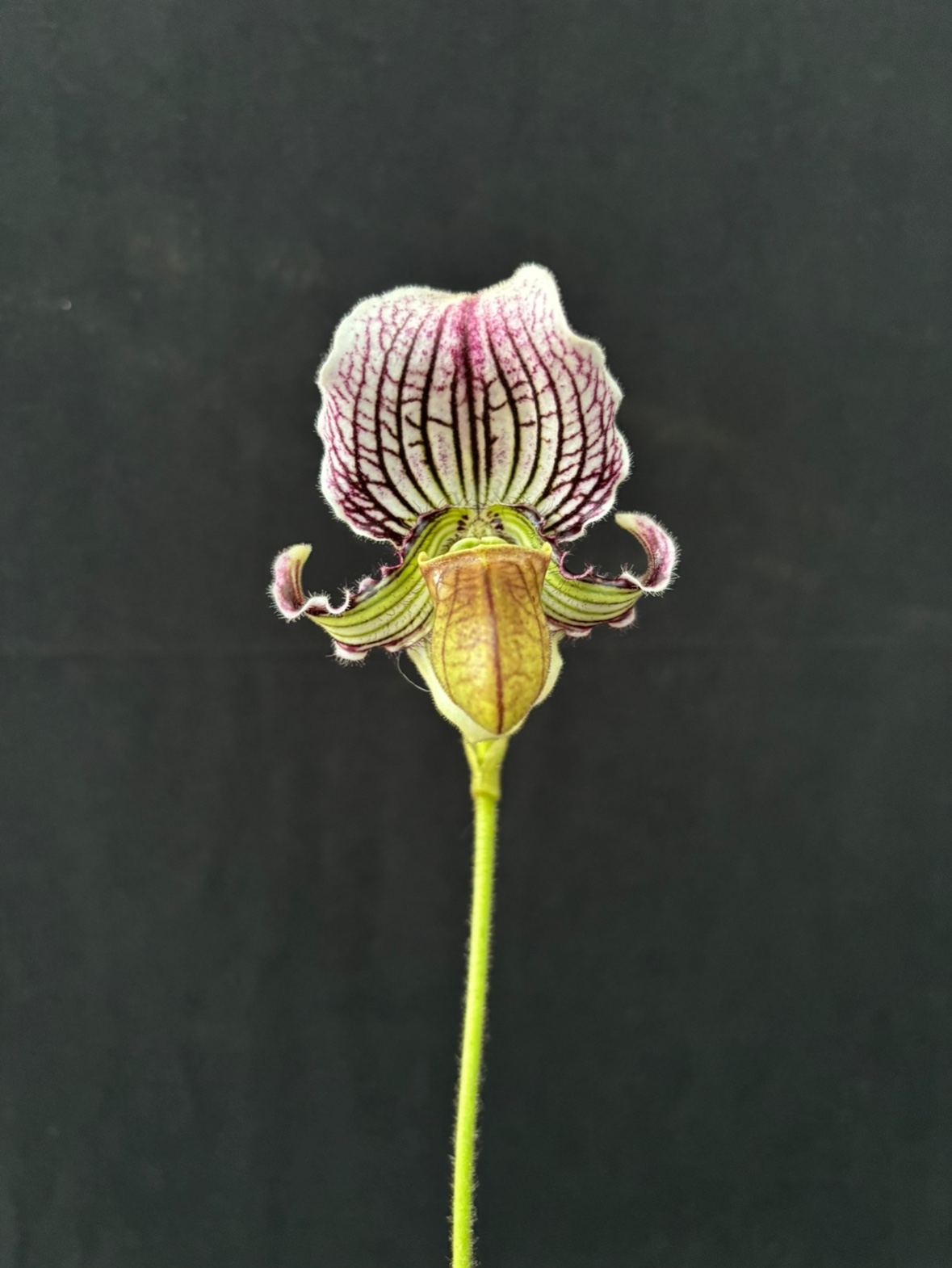 绿缘兰花 费氏兜兰/胡子兜(Paphiopedilum   fairrieanum) 实生苗