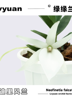 绿缘兰花[迪迪里风兰]Angraecum didieri带香味白色兰花迷你盆栽