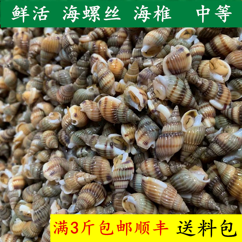 丹东东港特产鲜活海螺丝海锥海瓜子鲜活小海螺吐沙发货 3斤包邮