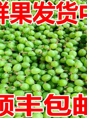 酸子粒灯笼果醋栗鹅莓