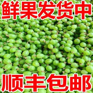 灯笼果鲜果酸子鹅莓刺梨酸掉渣儿酸钉子粒醋栗刺果莓当季开胃水果