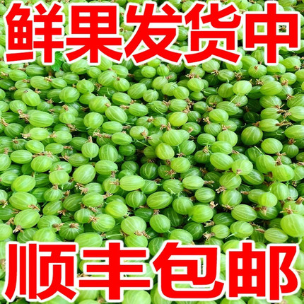 灯笼果鲜果酸子鹅莓刺梨酸掉渣儿酸钉子粒醋栗刺果莓当季开胃水果