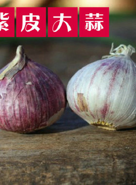 紫皮独头蒜 独头大蒜 东北特产 辽宁本地独头新鲜大蒜500克