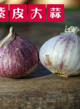 紫皮独头蒜 独头大蒜 东北特产 辽宁本地独头新鲜大蒜500克