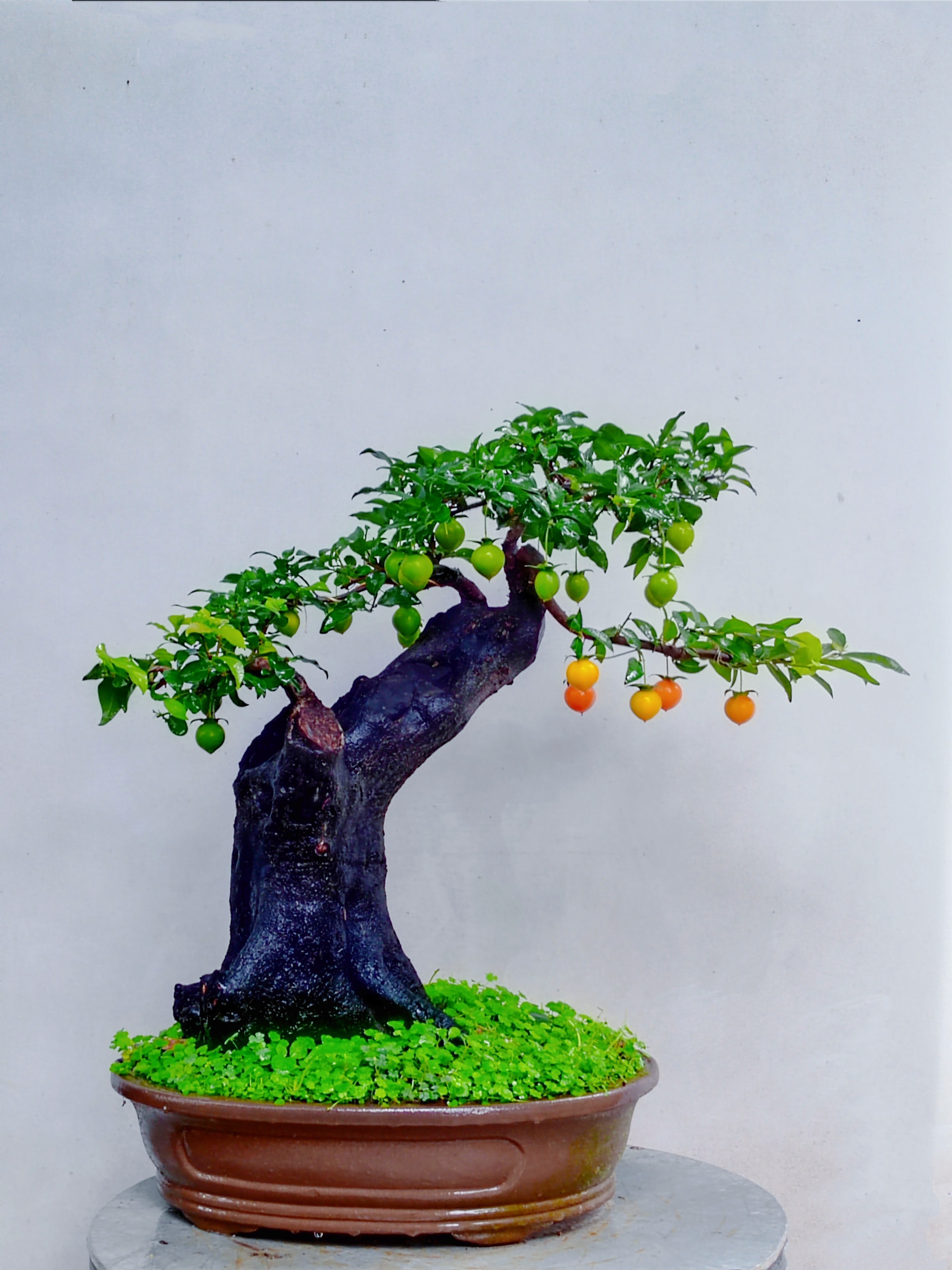金弹子挂果盆景熟桩花卉绿植弹子桩庭院阳台植物母桩客厅盆景