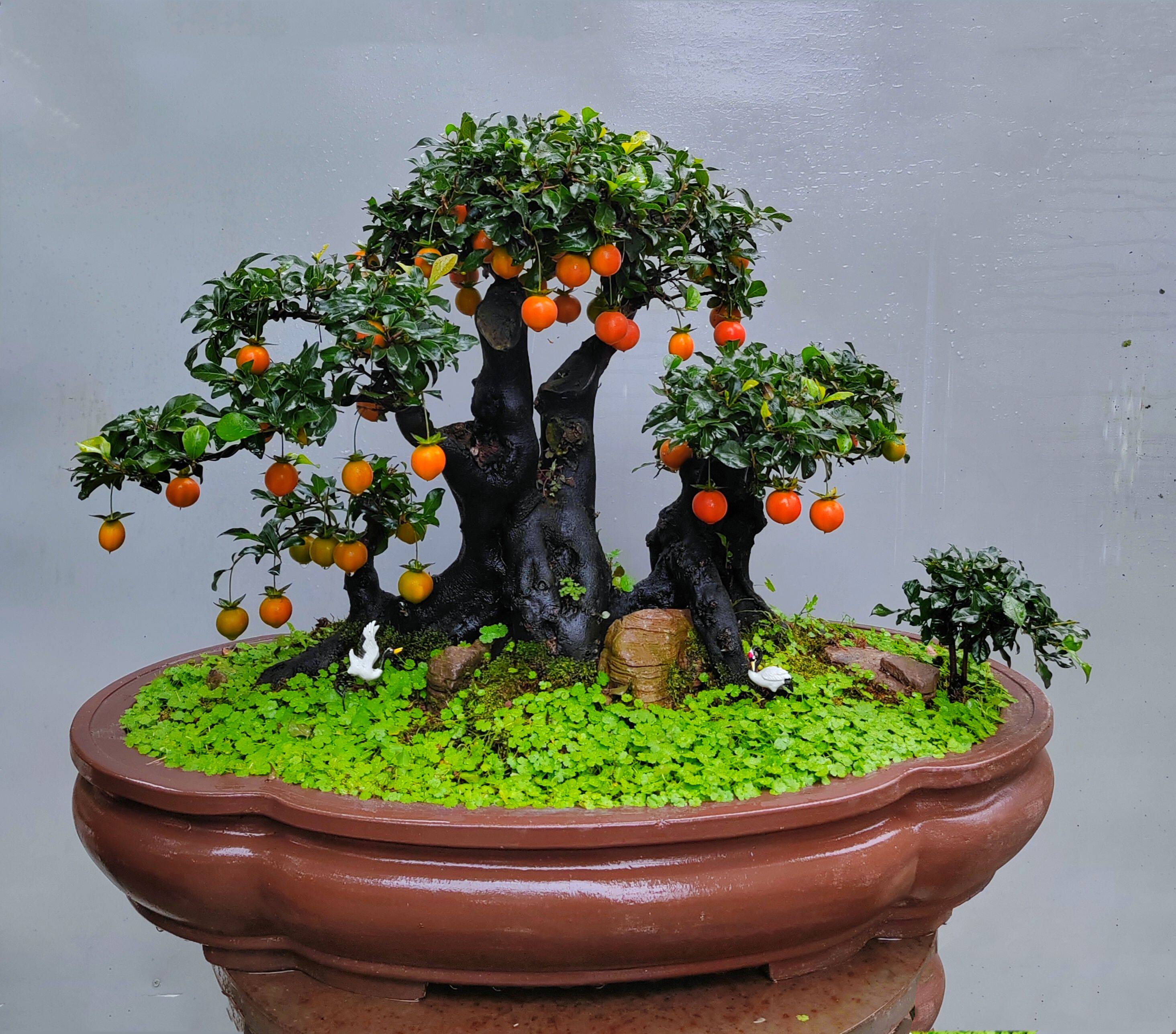 金弹子盆景室外造型植物老桩大型阳台绿植庭院一本灌木丛林桩