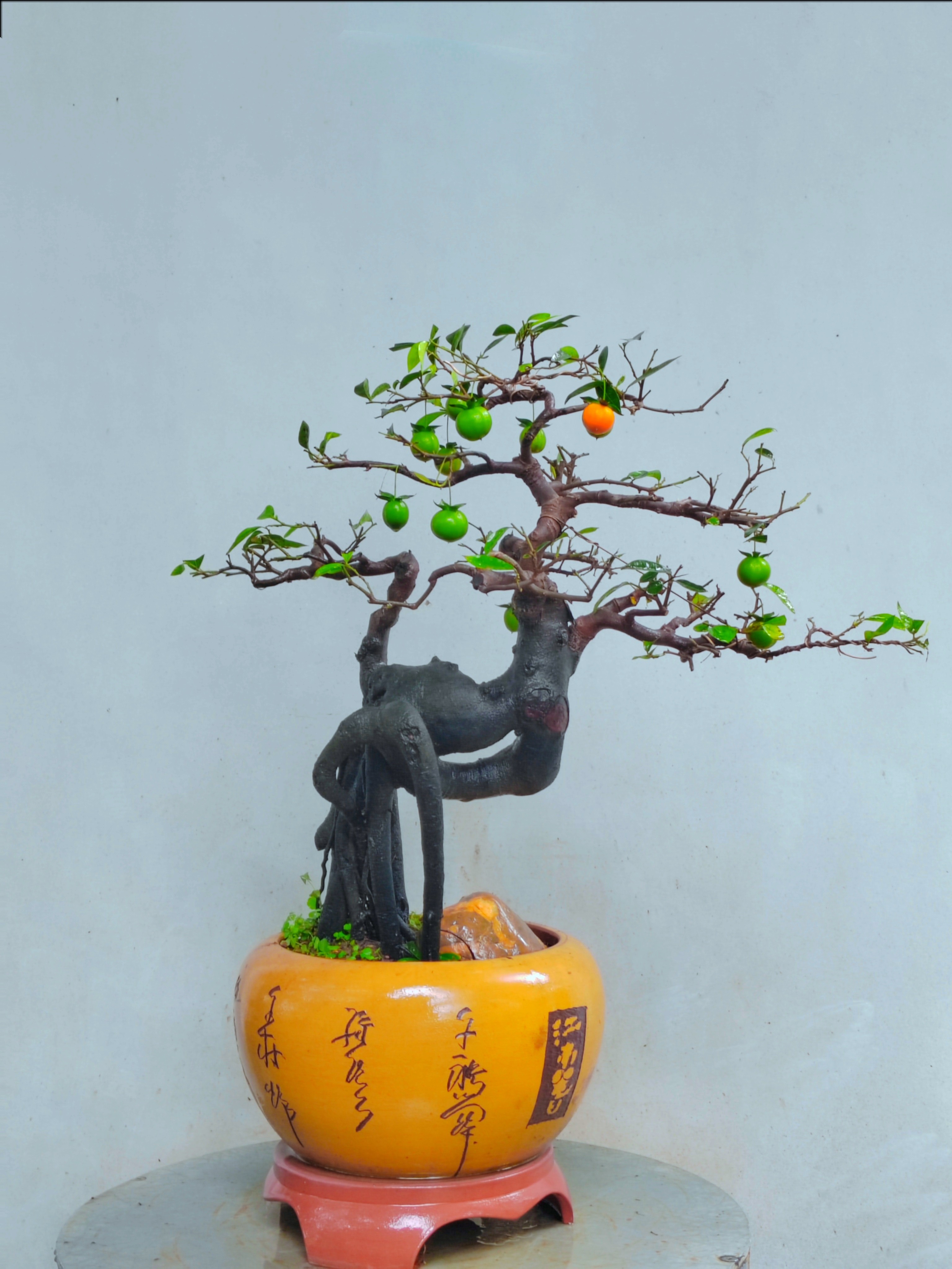 金弹子挂果盆景熟桩花卉绿植弹子桩庭院阳台植物母桩客厅盆景