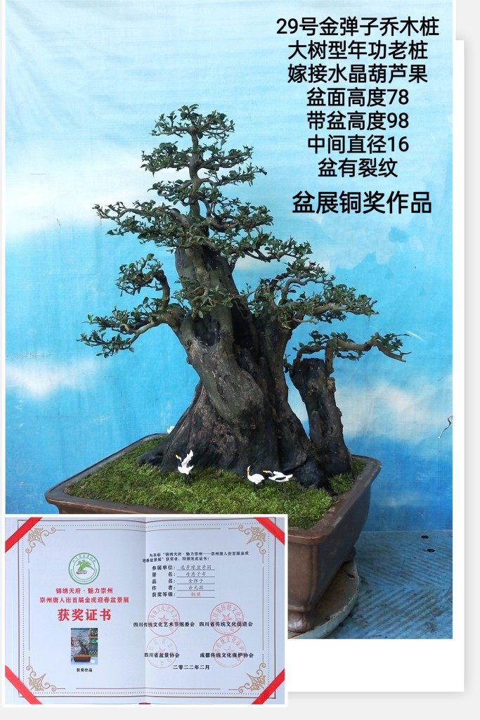 29号金弹子盆景高档盆景成品年功桩庭院阳台桩