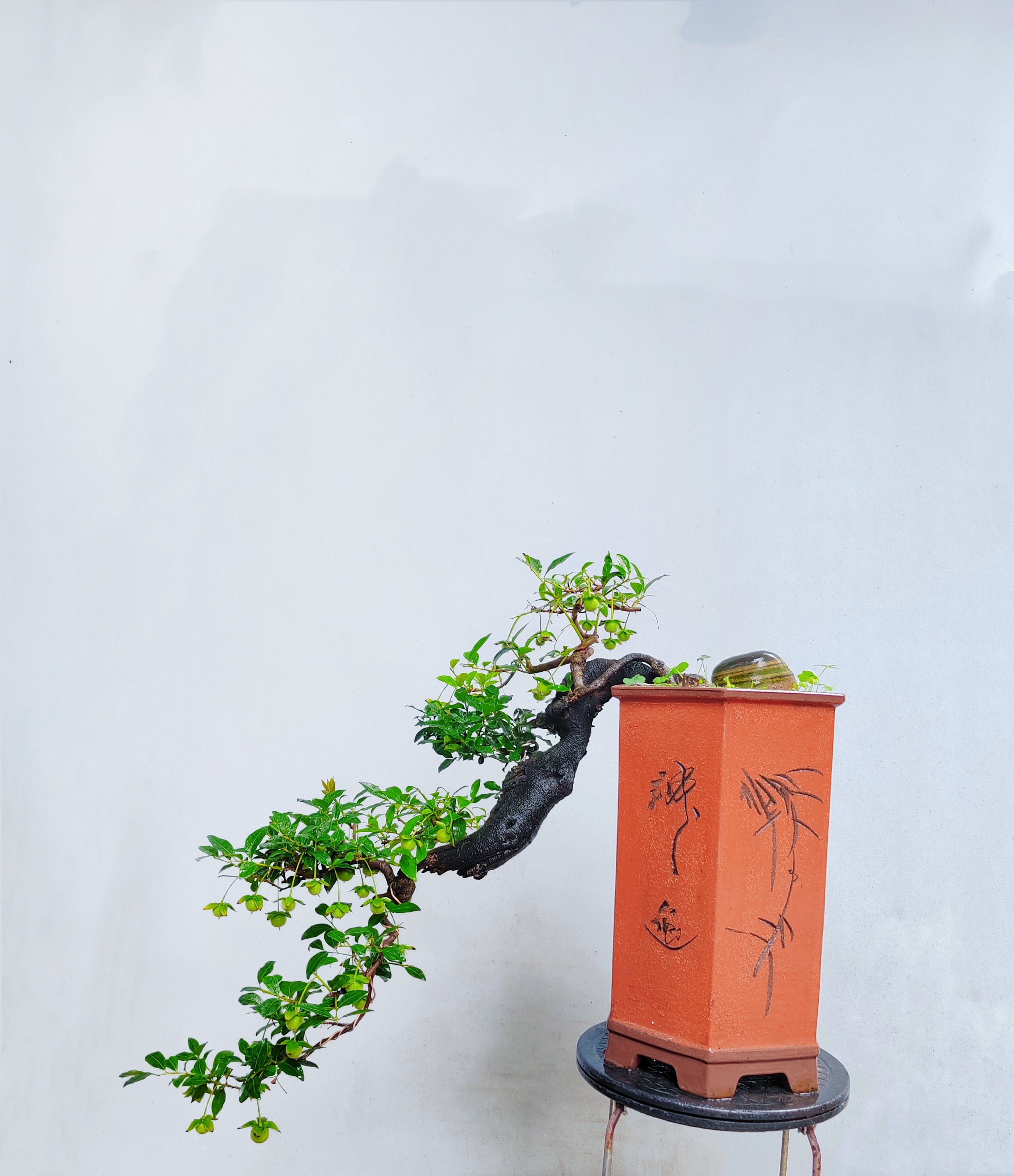 金弹子盆景母本熟桩带果老桩盆景年功成品桩血红观果绿植阳台庭院