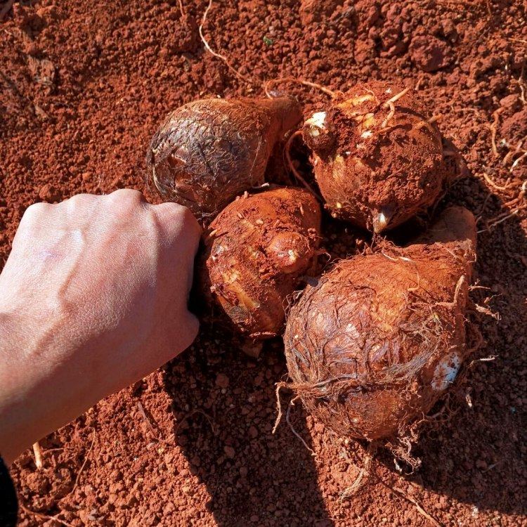 无农药云南高山芋头 暂时花愚高山蔬菜大中小当季新鲜,水产肉类/新鲜蔬果/熟食,芋头,淘宝优惠券,粉丝福利购,淘宝优惠卷