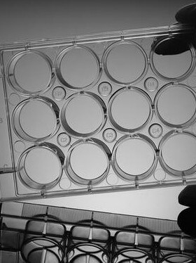 NEST 712001 12孔细胞培养板，平底，TC 1个/包