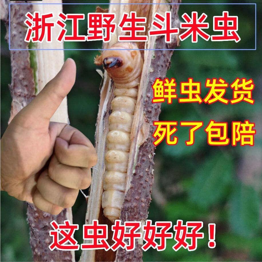 四川省广元市斗米虫虎刺狼虫正宗野生现砍现发