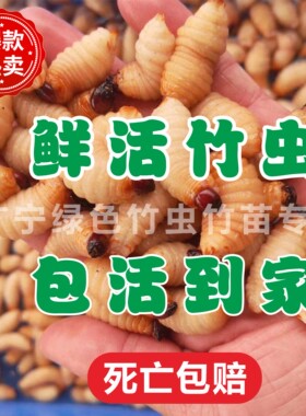 鲜活竹虫云南竹虫皇竹虫竹笋虫活虫椰子虫活体发货包邮包活