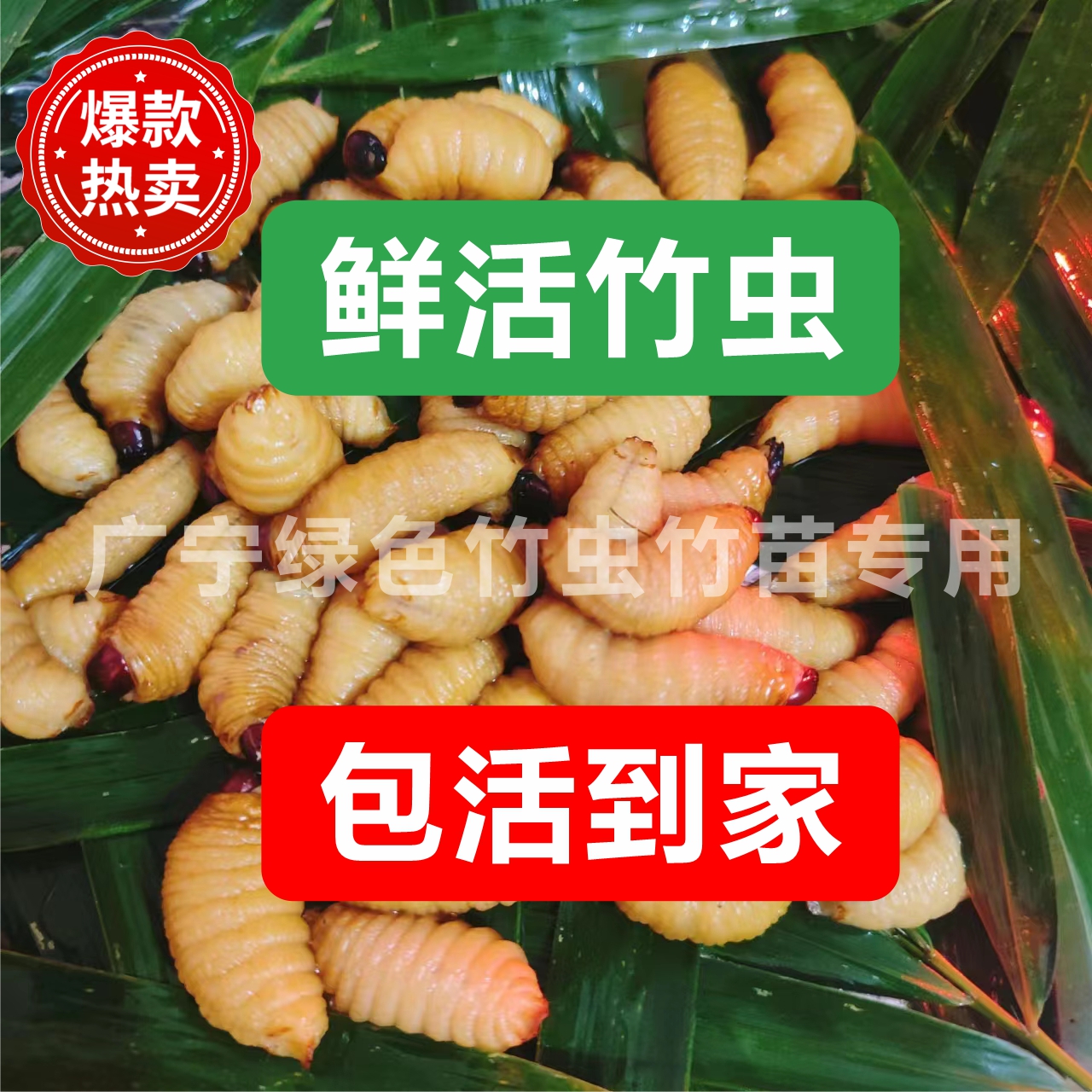 鲜活竹虫食用椰子发货邮包