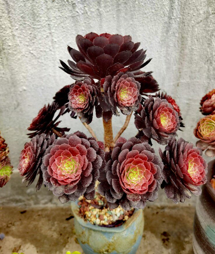 小轩 法师类 黑铜壶老桩群生手捧花 一物一拍 室内桌面多肉植物