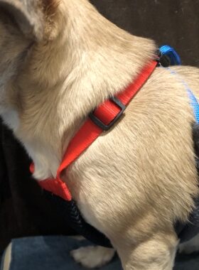 狗狗中小型宠物胸背带