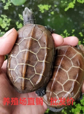 3-18CM外塘大小中华草龟乌龟活体金线龟外塘草龟黑腹墨龟