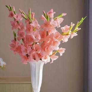 粉色10支剑兰广州鲜花唐菖蒲基地鲜切花直发室内春节插花节节高