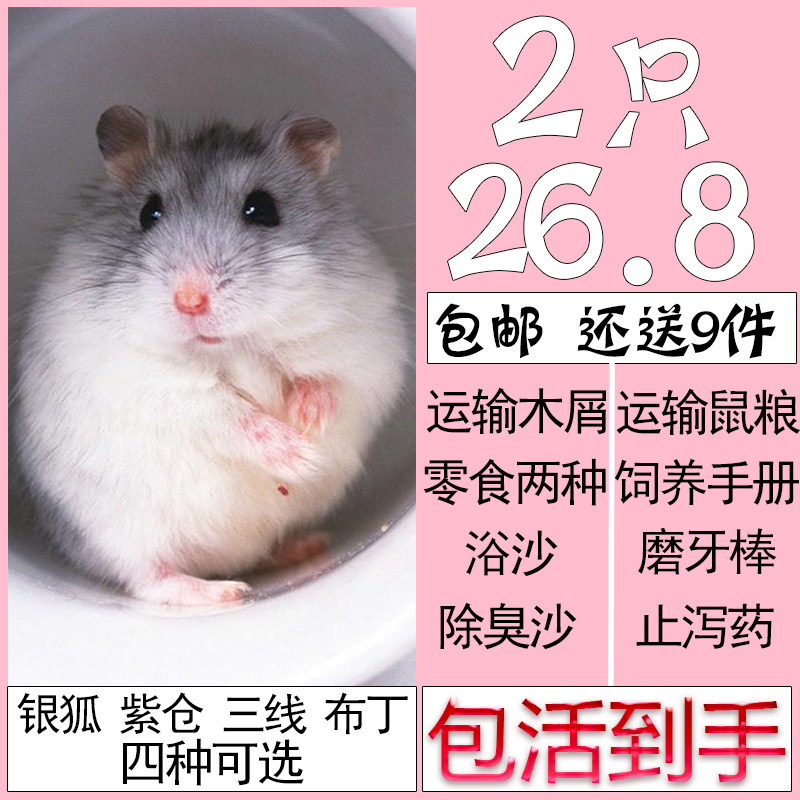 倉鼠活物情侶壹對帶籠子懶人寵物小型好養小倉鼠金絲熊壹公壹母在類目 寵物/寵物食品及用品, 倉鼠類及其它小寵, 倉鼠中 - 來自Buy2taobao.com提供專業的淘寶代購服務