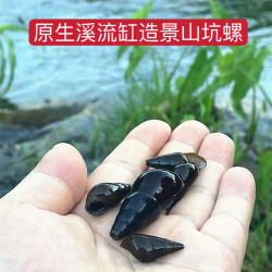 原生态鲜活淡水山坑螺除藻吃鱼乌龟粪青苔水族观赏清洁工具螺