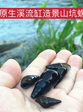 原生态鲜活淡水山坑螺除藻吃鱼乌龟粪青苔水族观赏清洁工具螺
