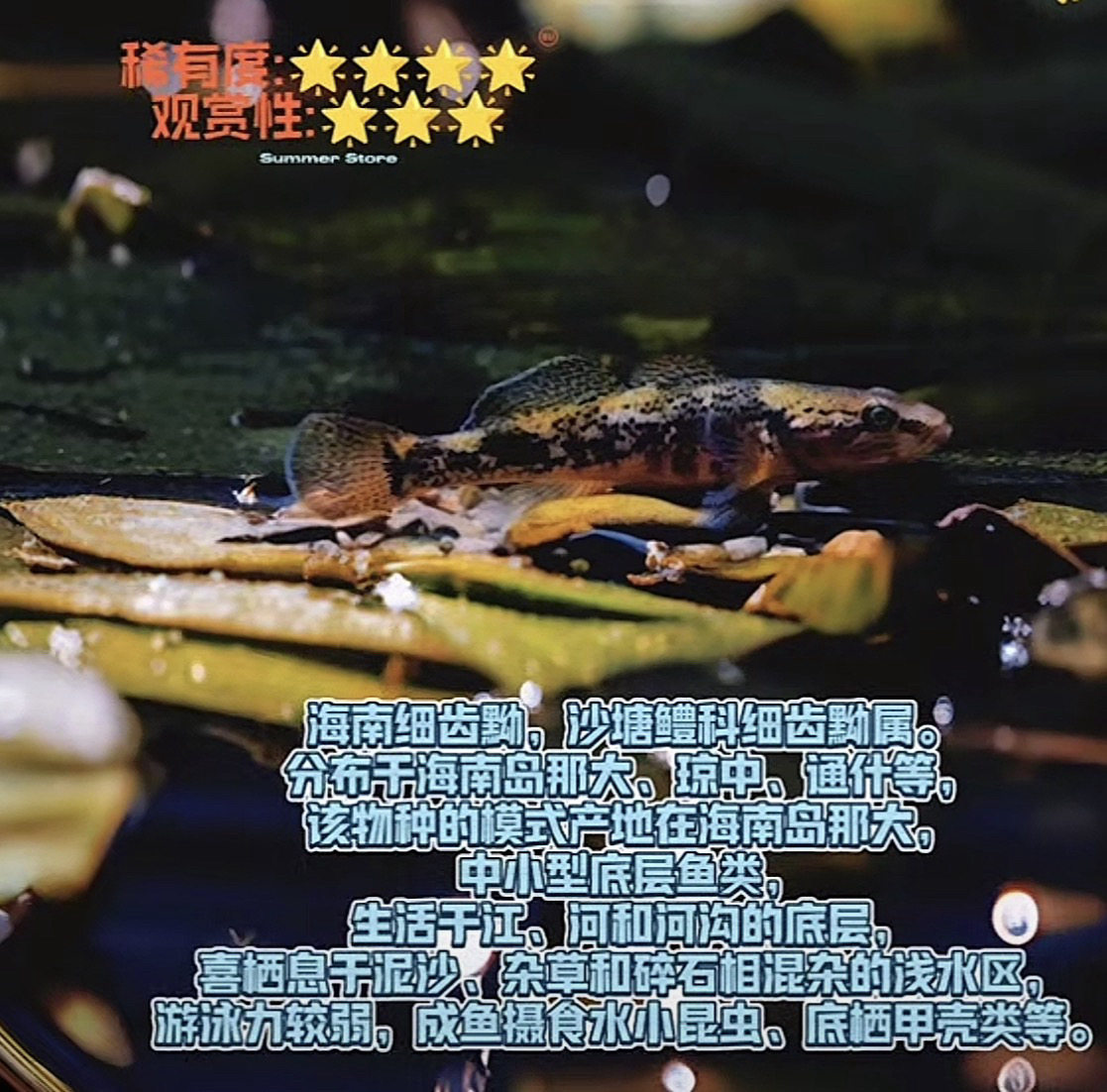 原生溪流海南细齿黝沙塘鳢呆呆鱼隐藏大师凶猛吃肉性观赏鱼