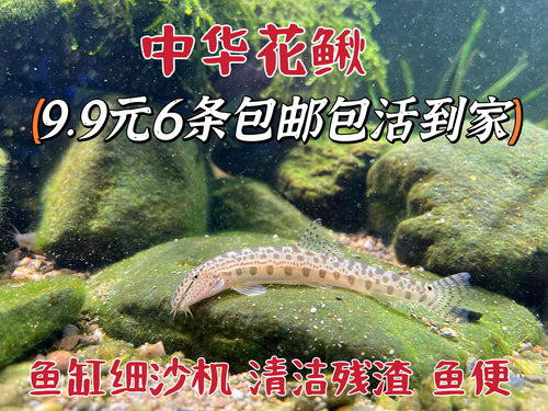 原生态美丽小条观赏清理垃圾底沙