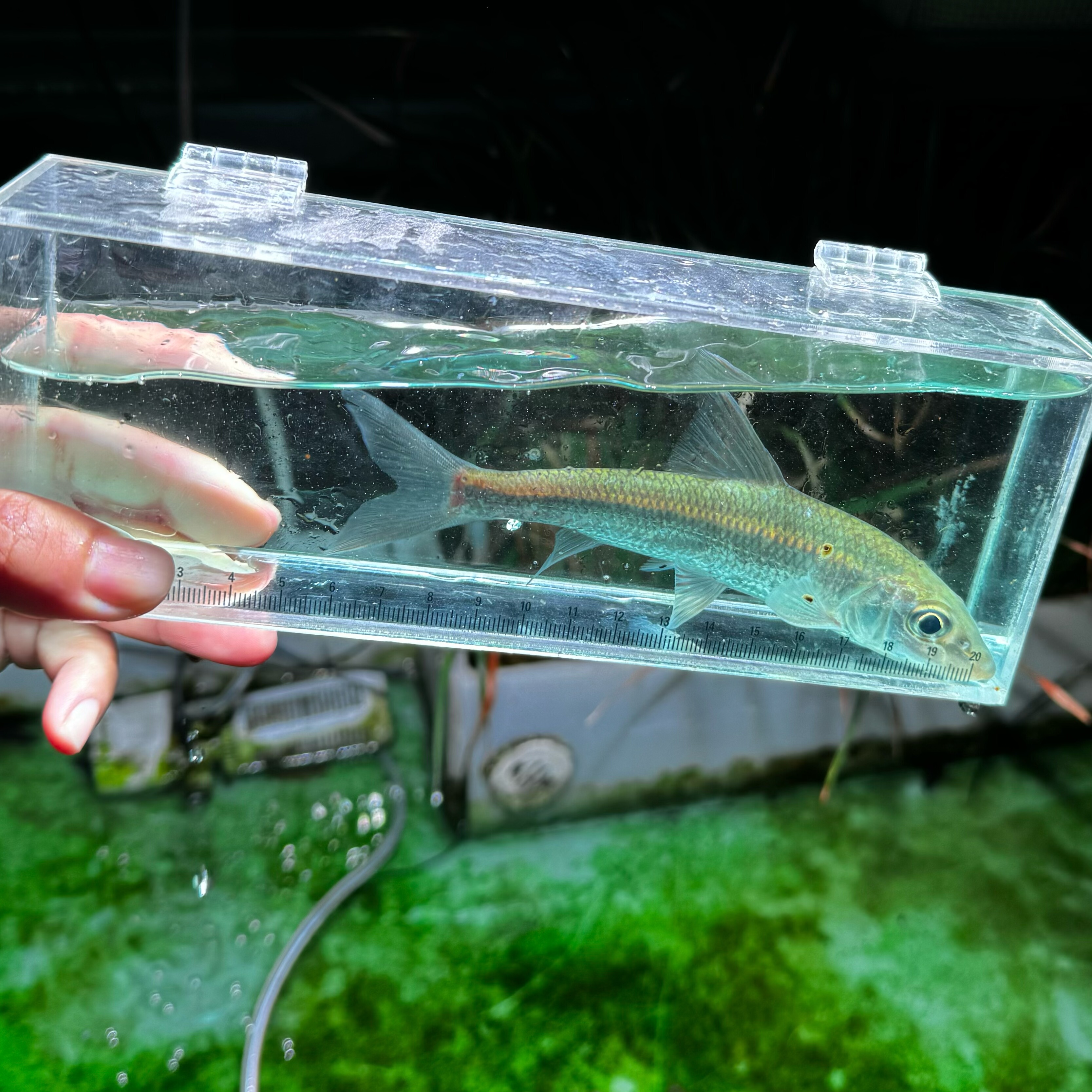 原生沙沟鱼船丁鱼重唇鱼翻沙吸尘鱼吉罗伴侣鱼池鱼缸底层工具鱼,宠物/宠物食品及用品,鱼,淘宝优惠券,粉丝福利购,淘宝优惠卷