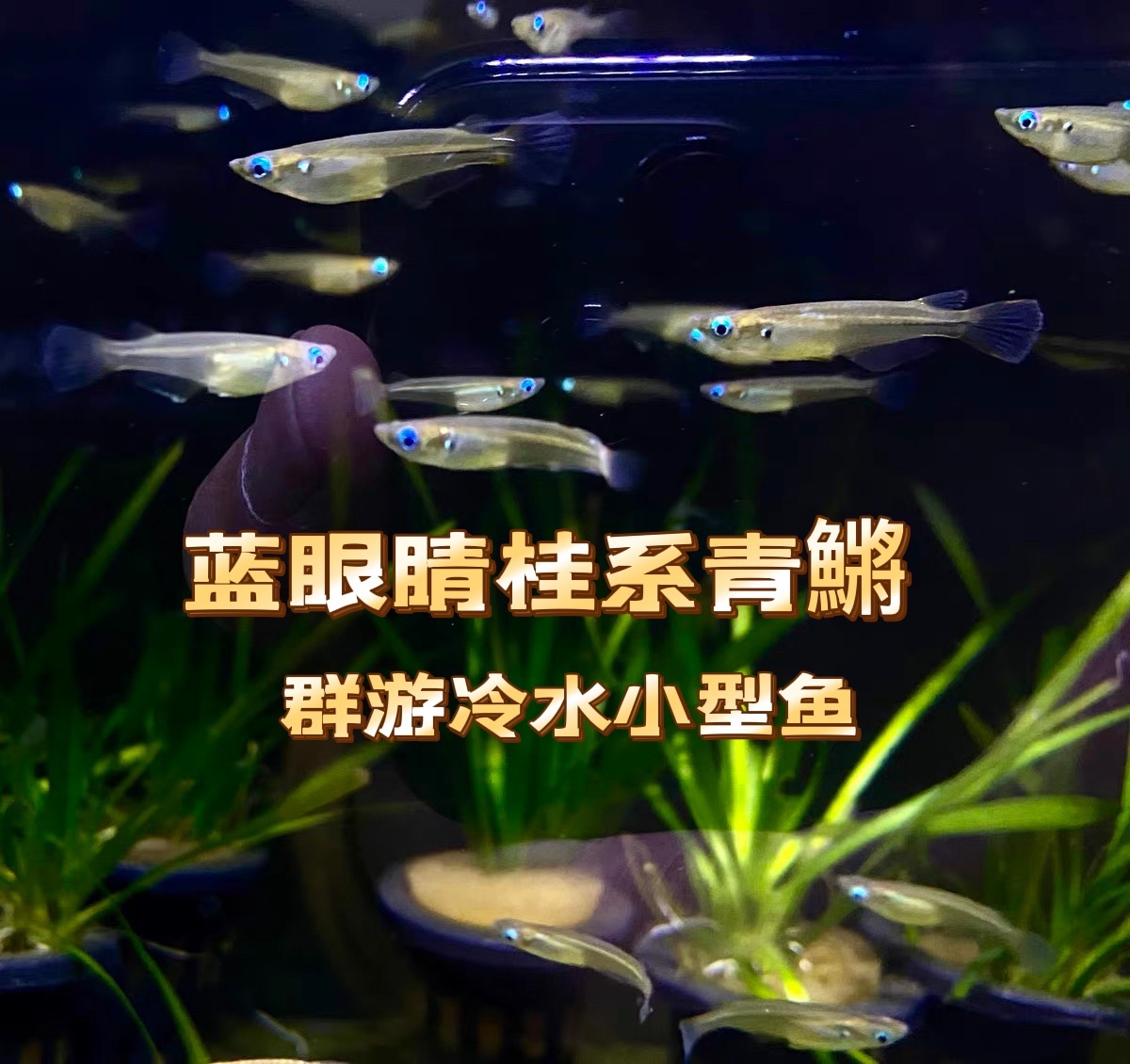 原生小型中层鱼蓝眼幽灵灯鱼桂系青鱂除油膜冷水群游溪流观赏鱼