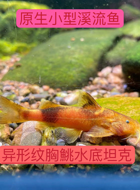 纹胸鮡热带溪流水底坦克观赏鱼