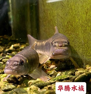 溪流原生底层丝藻青苔饲料残渣工具鱼东方墨头鱼好养观赏鱼