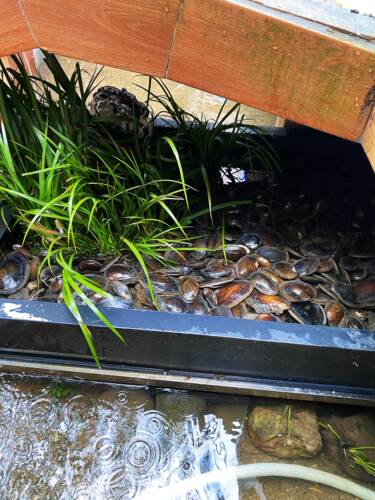 生河蚌鳑鲏繁殖专用净水吃鱼粪