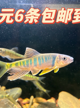 长鳍鱲鱼苗宽鳍鱲桃花鱼溪流鱼马口鱼活体鱼苗冷生溪流原生鱼淡水