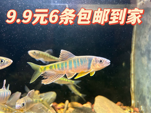 长鳍鱲鱼苗宽鳍鱲桃花鱼溪流鱼马口鱼活体鱼苗冷生溪流原生鱼淡水