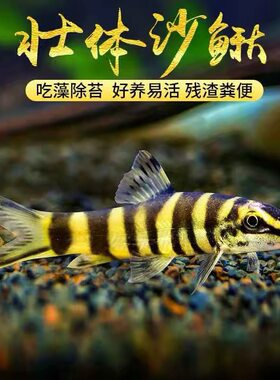 原生中华花鳅壮体沙鳅工具鱼除藻底层翻沙洗沙底层冷水清道夫