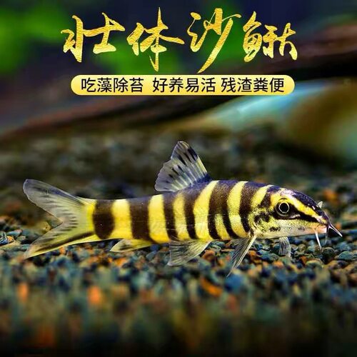 原生中华花鳅壮体沙鳅工具鱼除藻底层翻沙洗沙底层冷水清道夫