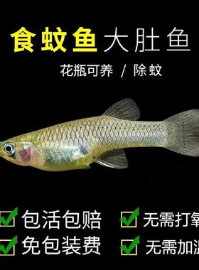 食蚊鱼吃蚊虫鱼观赏鱼食蚊鱼食虫鱼食蚊子幼虫活体饲料鱼食蚊鱼