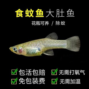 食蚊鱼吃蚊虫鱼观赏鱼食蚊鱼食虫鱼食蚊子幼虫活体饲料鱼食蚊鱼