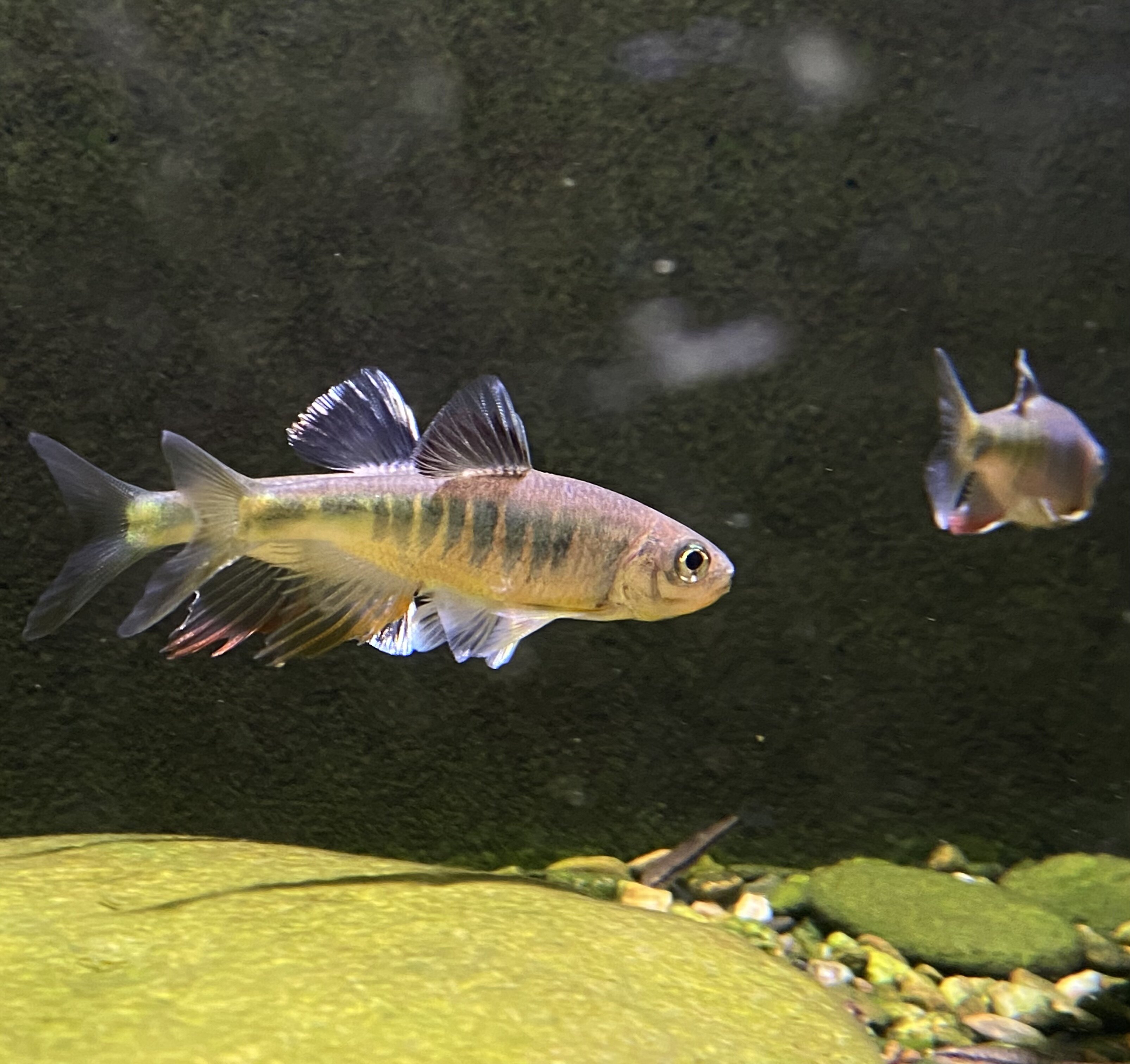 溪流原生长鳍鱲异鱲阳江白边红斑鱲冷水鱼溪流