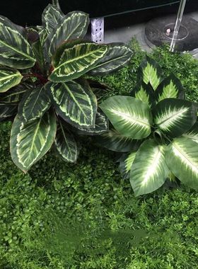 仿真万年青植物假花装饰绿色绿植落地50小盆景盆栽假树植物装饰