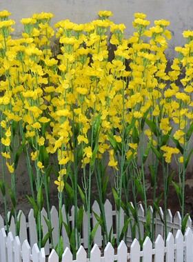 支大叶多花朵形状颜色好油菜花