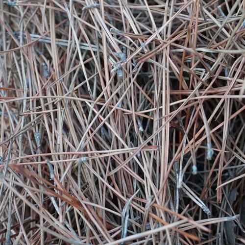 松针盆栽家庭种植营养土君子兰