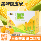 2025新鲜白玉米糯玉米非转基因真空装 8穗大棒苞米黄糯玉米礼盒