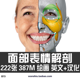人体面部表情艺用解剖各种面部骨骼肌肉动漫手绘美术参考素材图片