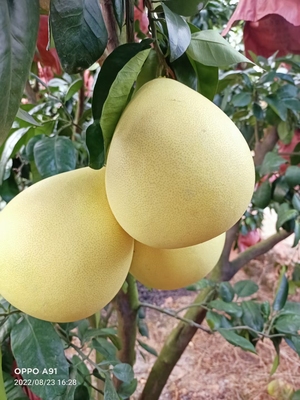 福建白蜜柚永定菊花心白蜜柚