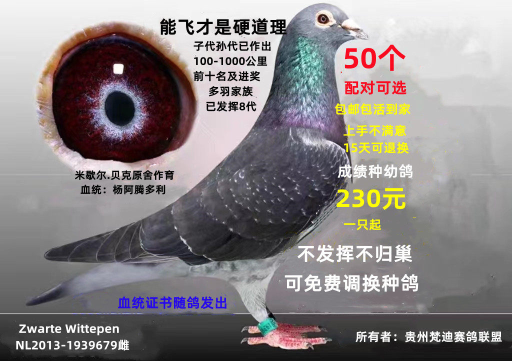 种鸽子信鸽子活体幼鸽特比成绩赛鸽蛋公棚鸽杨阿腾桑杰士詹森一对