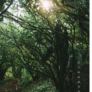 粽香木质味50g 纯料 吴三地百年老枞水仙 吴三地老枞