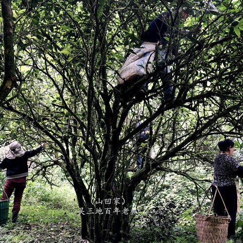 吴三地百年老枞水仙纯料青苔木质